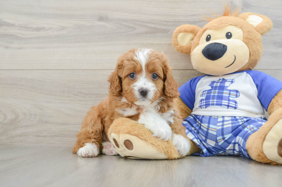 5 week old Cavapoo Puppy For Sale - Windy City Pups