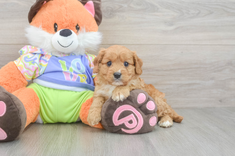 6 week old Cavapoo Puppy For Sale - Windy City Pups