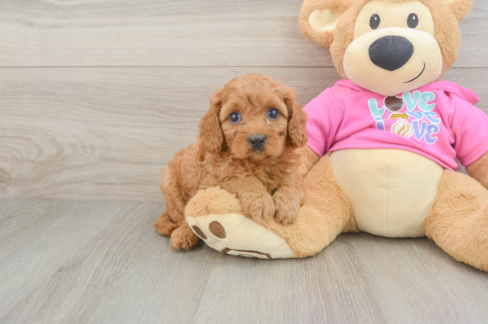 5 week old Cavapoo Puppy For Sale - Windy City Pups