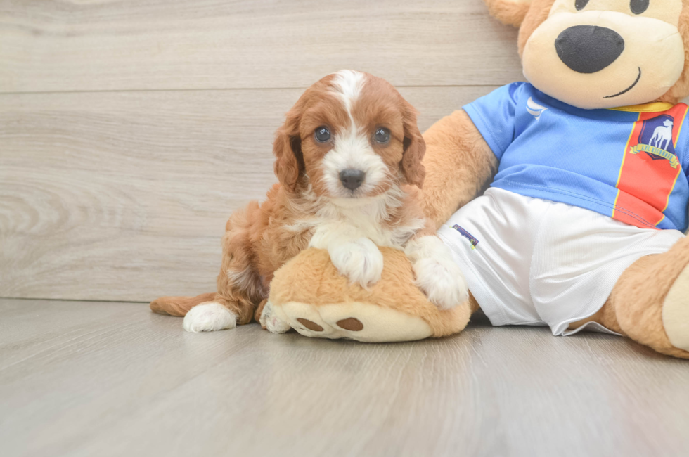 5 week old Cavapoo Puppy For Sale - Windy City Pups