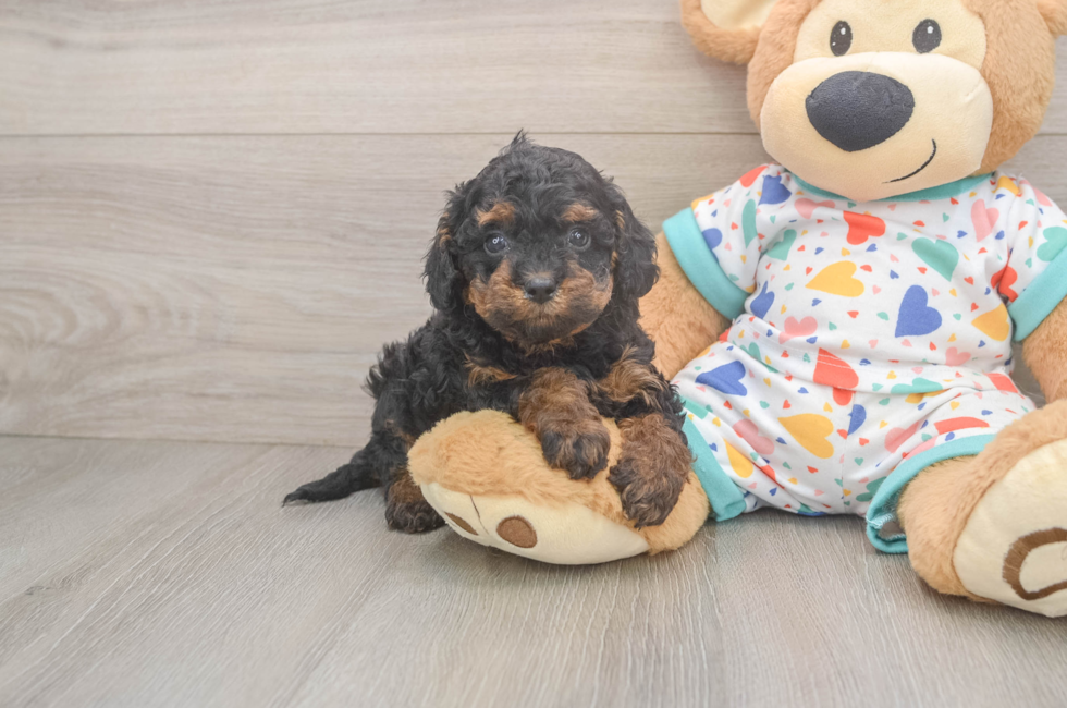 5 week old Cavapoo Puppy For Sale - Windy City Pups