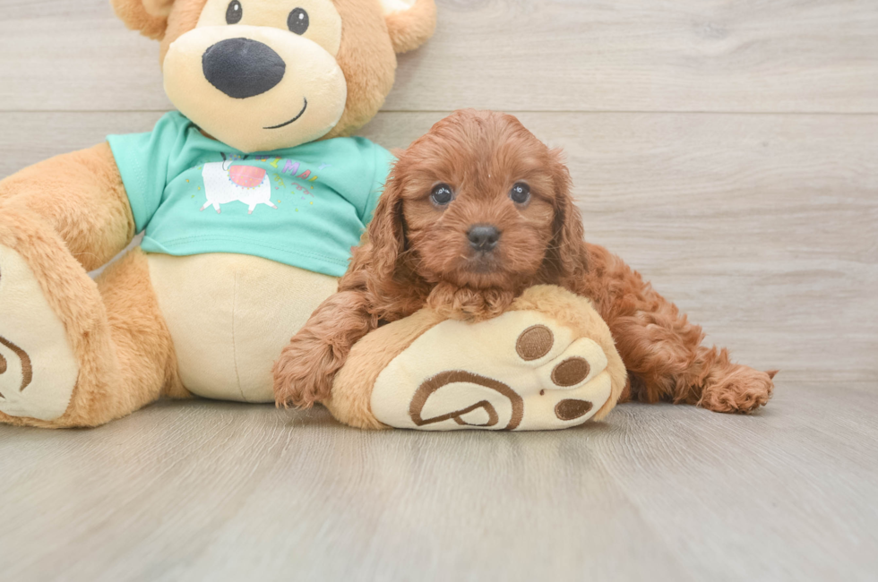 6 week old Cavapoo Puppy For Sale - Windy City Pups