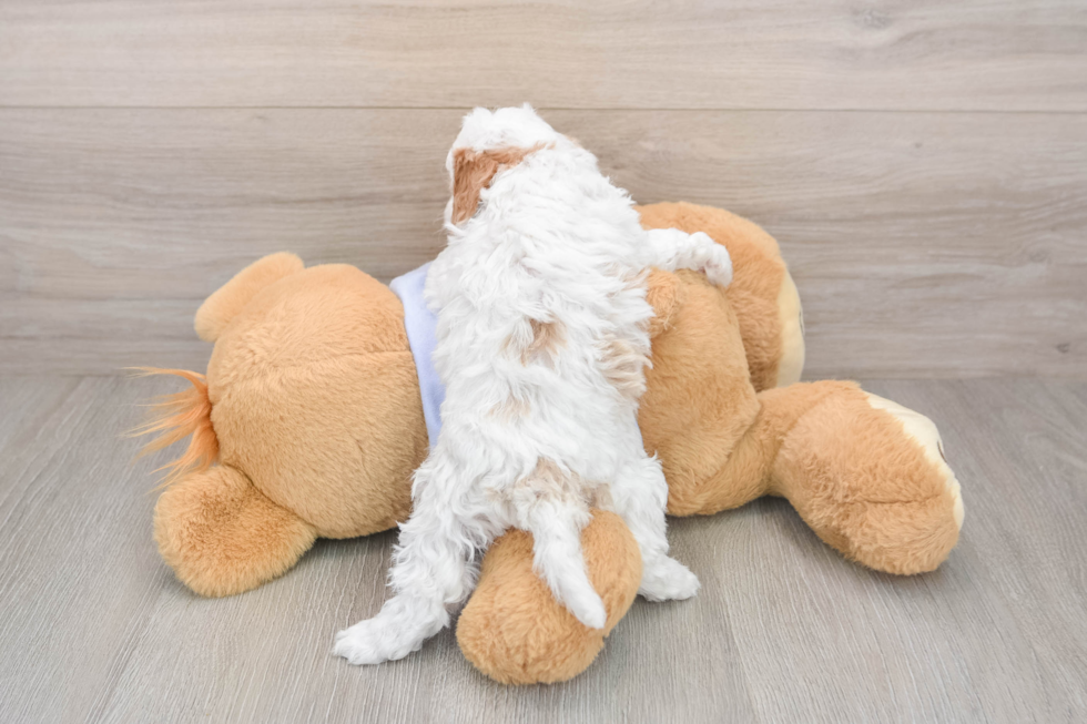 Little Cavipoo Poodle Mix Puppy