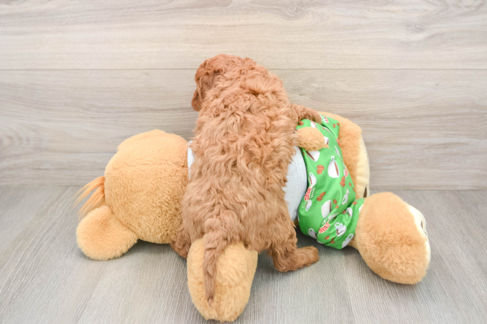 Hypoallergenic Cavadoodle Poodle Mix Puppy