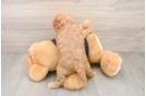 Friendly Cavapoo Baby
