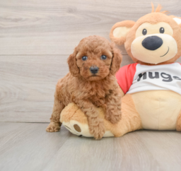 9 week old Cavapoo Puppy For Sale - Windy City Pups