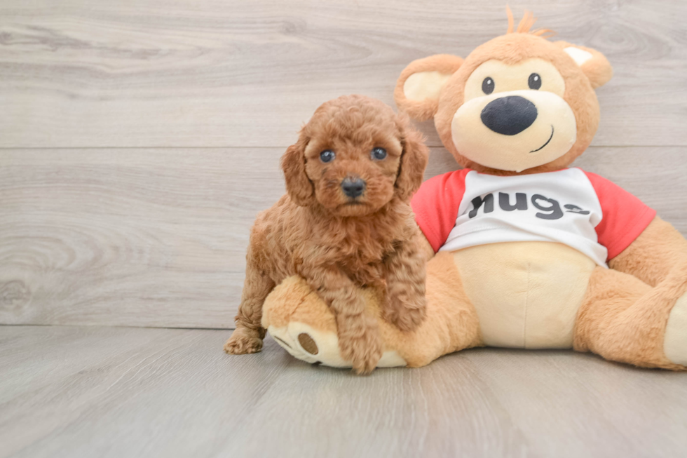 Small Cavapoo Baby
