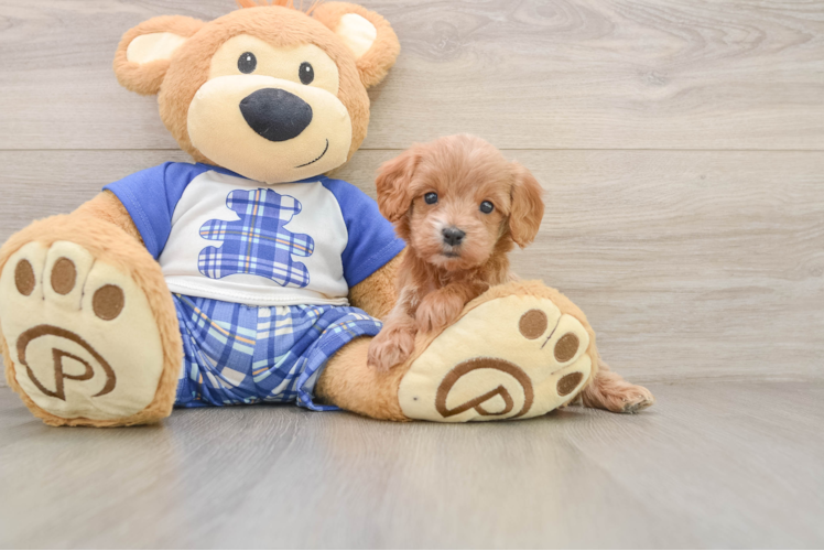 Small Cavapoo Baby