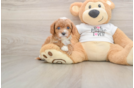 Cavapoo Pup Being Cute