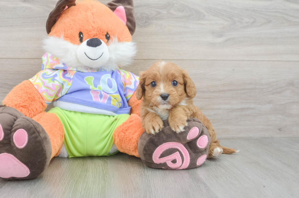 6 week old Cavapoo Puppy For Sale - Windy City Pups