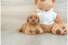 Cavapoo Pup Being Cute