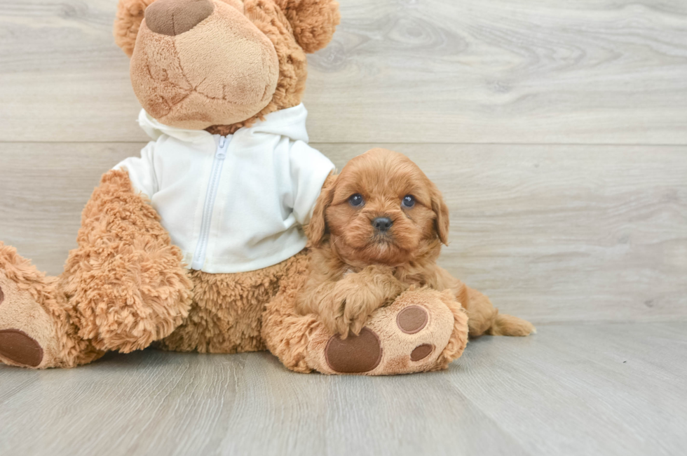 5 week old Cavapoo Puppy For Sale - Windy City Pups