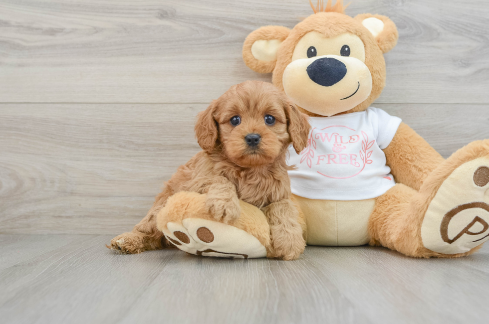 6 week old Cavapoo Puppy For Sale - Windy City Pups