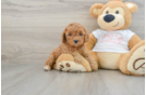 Cavapoo Puppy for Adoption