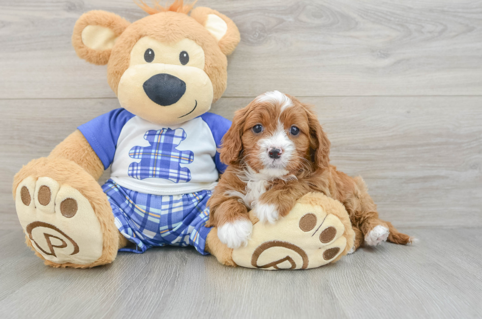 5 week old Cavapoo Puppy For Sale - Windy City Pups