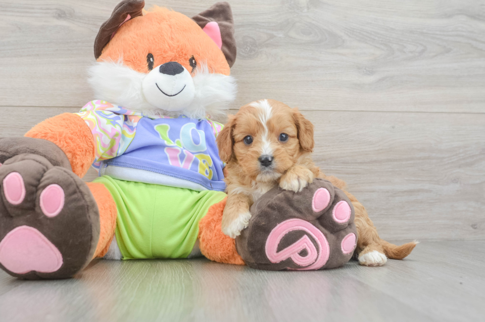 6 week old Cavapoo Puppy For Sale - Windy City Pups