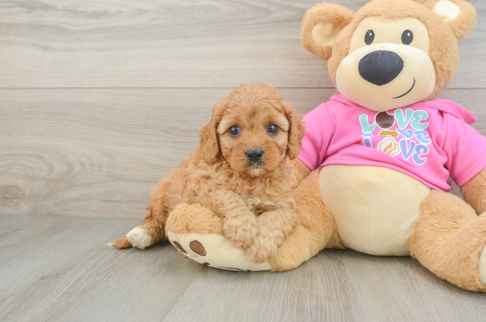 5 week old Cavapoo Puppy For Sale - Windy City Pups