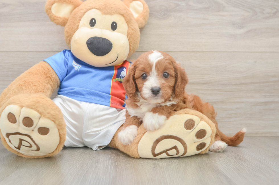 5 week old Cavapoo Puppy For Sale - Windy City Pups