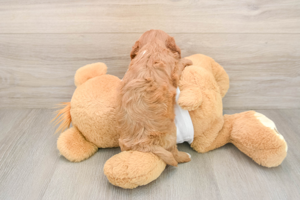 Cavapoo Puppy for Adoption
