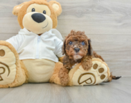 8 week old Cavapoo Puppy For Sale - Windy City Pups