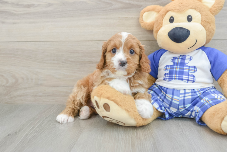 Cavapoo Puppy for Adoption