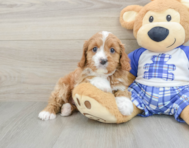 8 week old Cavapoo Puppy For Sale - Windy City Pups