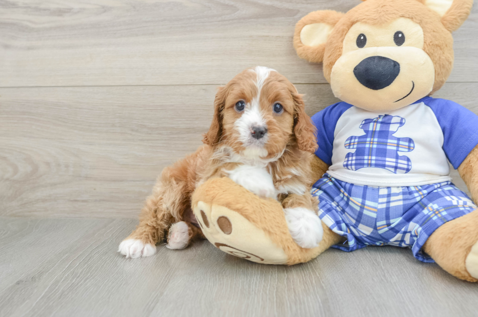 5 week old Cavapoo Puppy For Sale - Windy City Pups