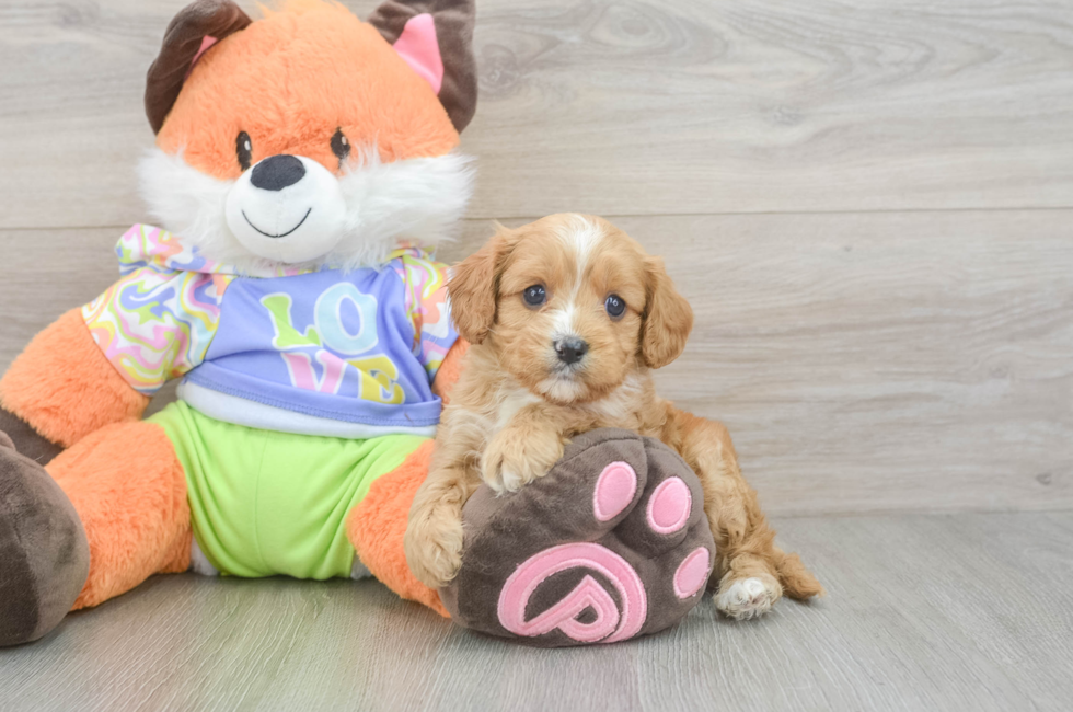 6 week old Cavapoo Puppy For Sale - Windy City Pups