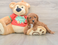 9 week old Cavapoo Puppy For Sale - Windy City Pups