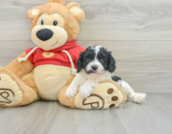 7 week old Cavapoo Puppy For Sale - Windy City Pups