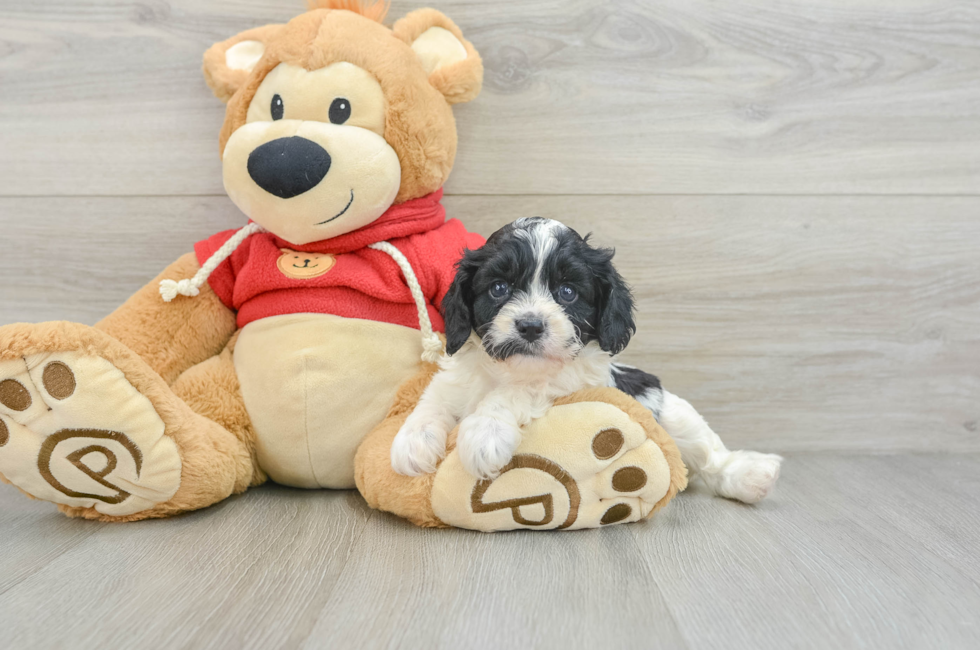 7 week old Cavapoo Puppy For Sale - Windy City Pups