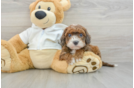 Cavapoo Puppy for Adoption