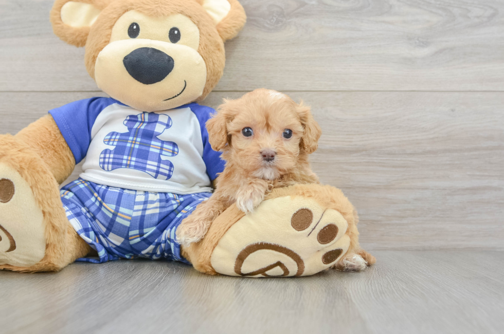 7 week old Cavapoo Puppy For Sale - Windy City Pups