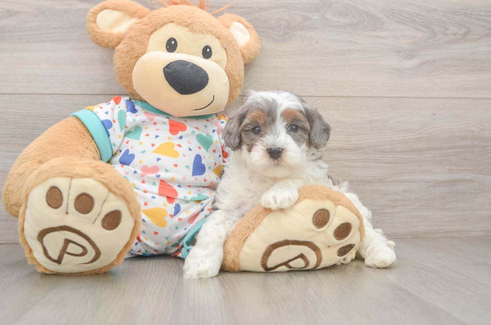 5 week old Cavapoo Puppy For Sale - Windy City Pups