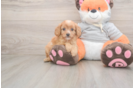 Adorable Cavalier King Charles Spaniel and Poodle Mix Poodle Mix Puppy