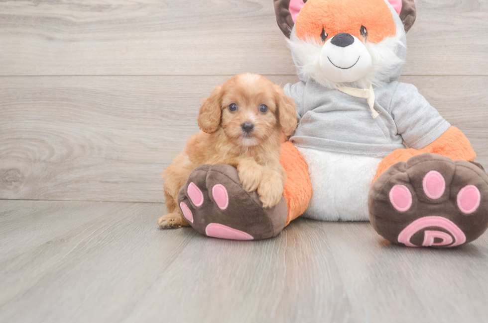 5 week old Cavapoo Puppy For Sale - Windy City Pups