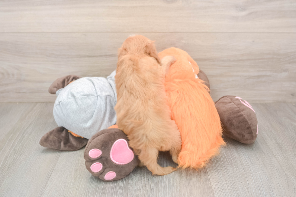 Best Cavapoo Baby
