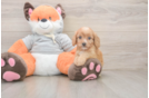 Friendly Cavapoo Baby