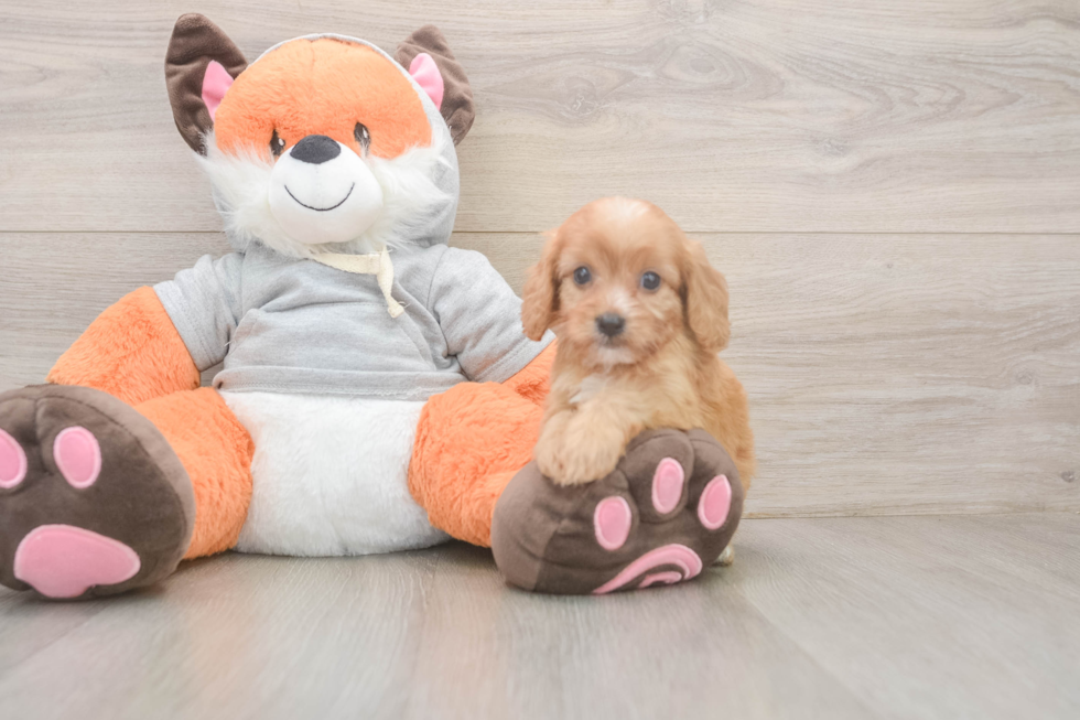 Friendly Cavapoo Baby