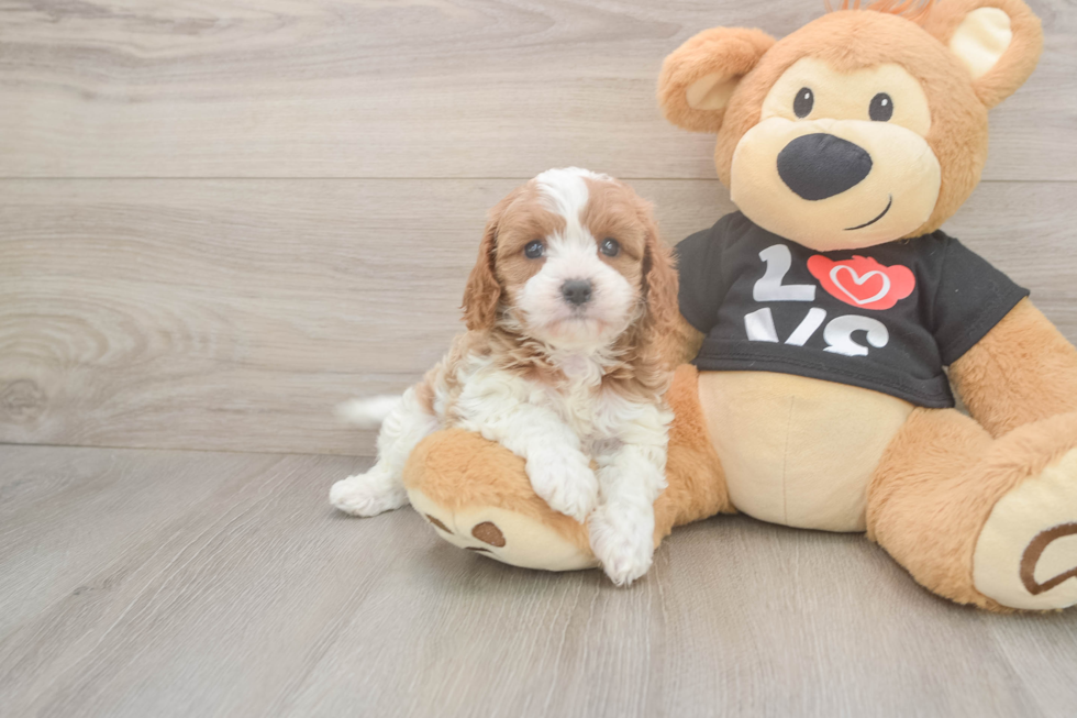 Meet Orion - our Cavapoo Puppy Photo  2/3 - Windy City Pups Cavapoo Puppy for Adoption