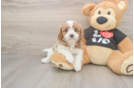 Meet Orion - our Cavapoo Puppy Photo  2/3 - Windy City Pups Cavapoo Puppy for Adoption