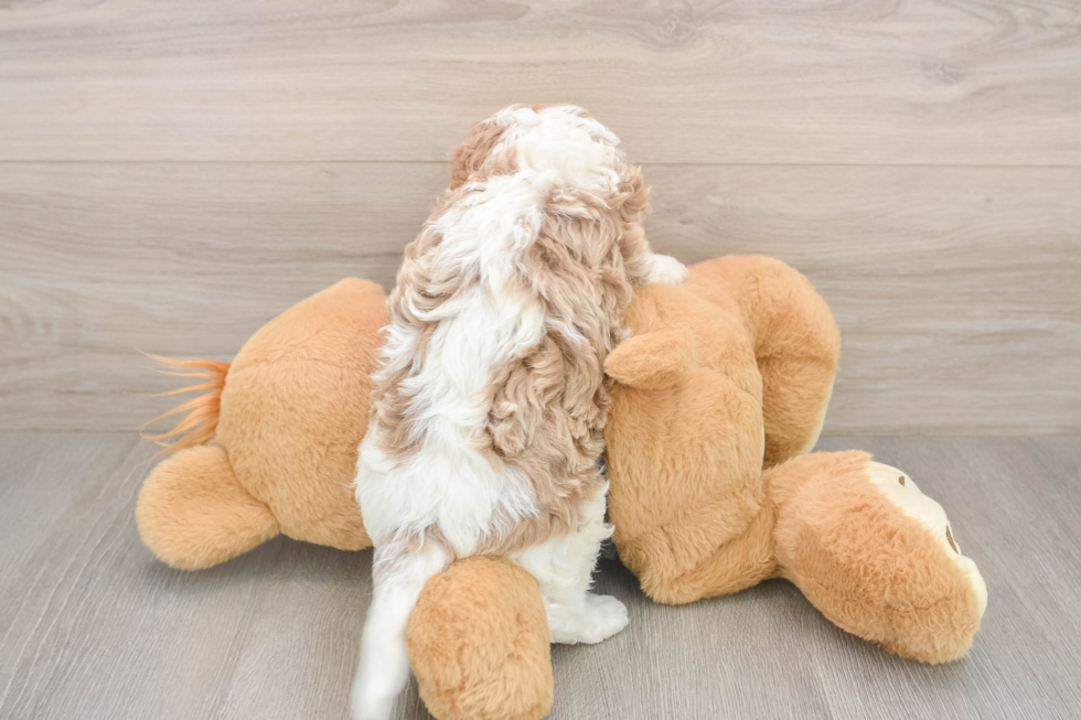 Meet Orion - our Cavapoo Puppy Photo  3/3 - Windy City Pups Best Cavapoo Baby