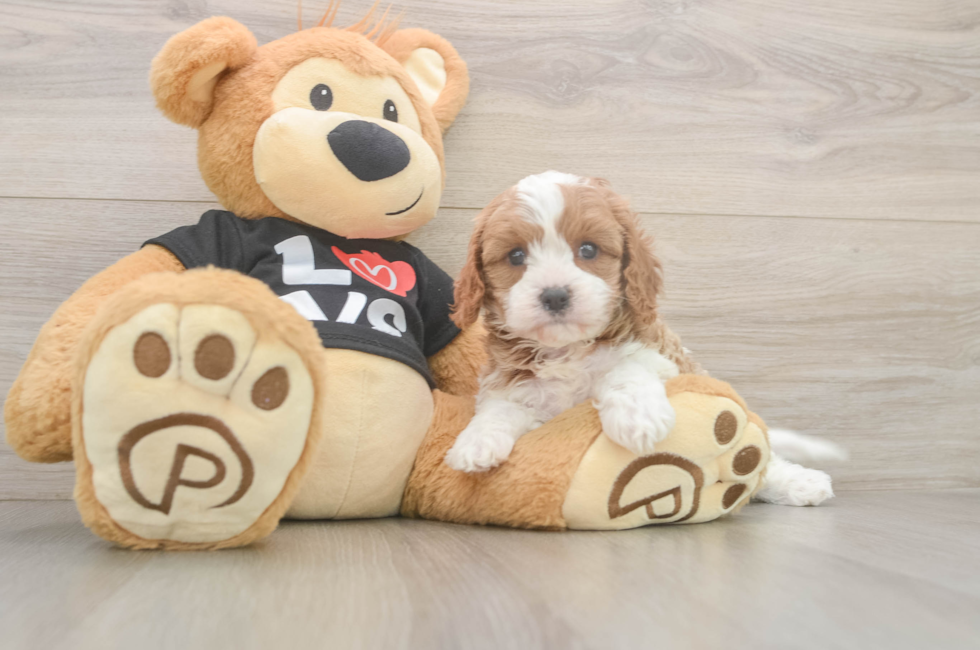 6 week old Cavapoo Puppy For Sale - Windy City Pups