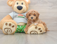 8 week old Cavapoo Puppy For Sale - Windy City Pups