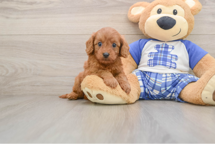 Energetic Cavoodle Poodle Mix Puppy