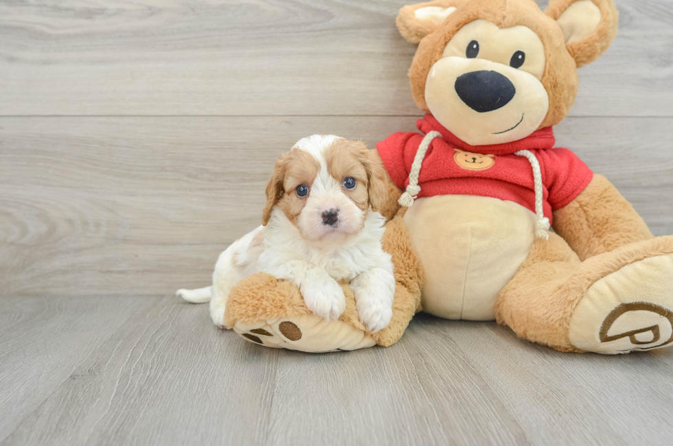 7 week old Cavapoo Puppy For Sale - Windy City Pups