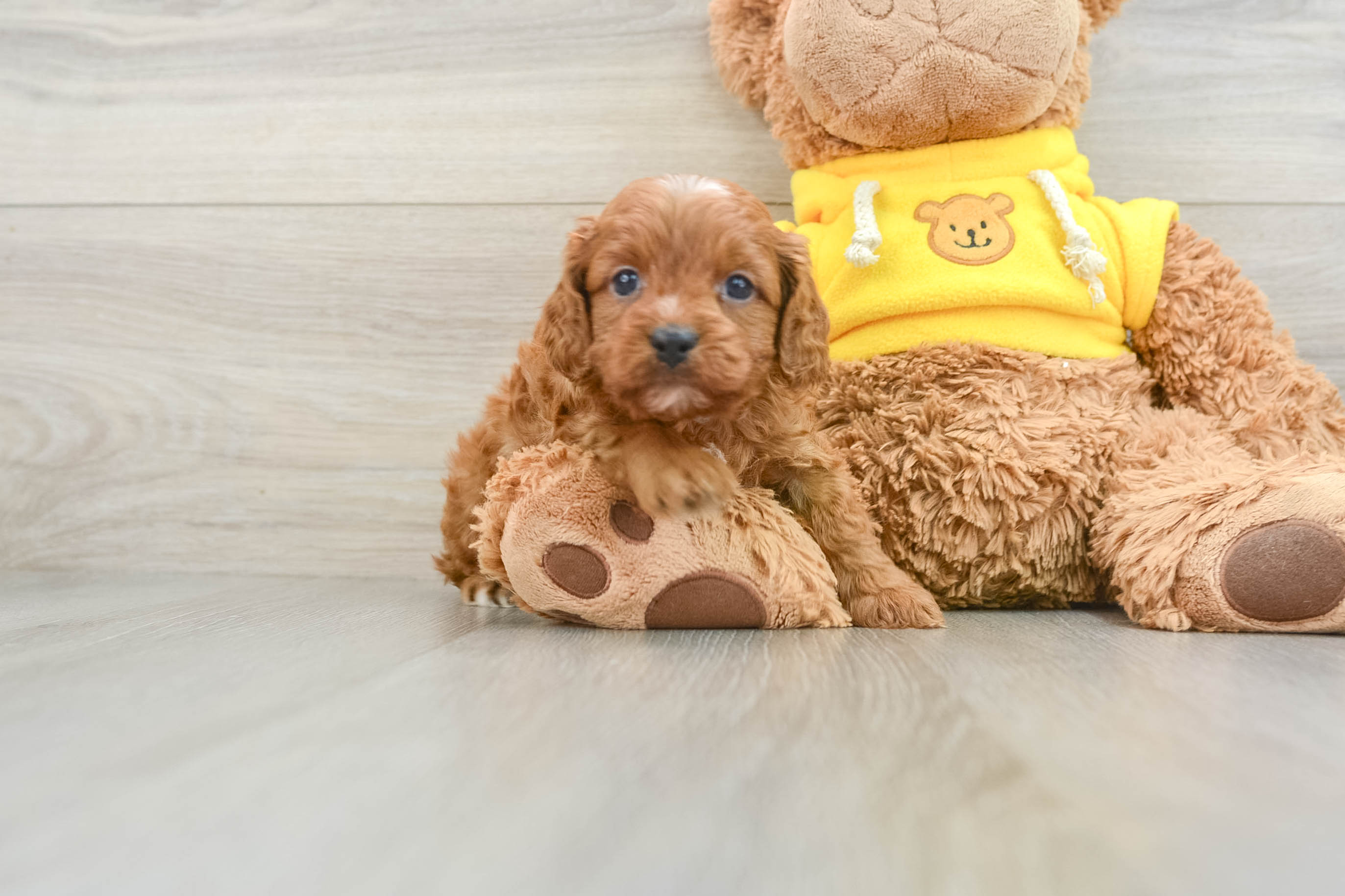 Cavapoo Puppy for Adoption