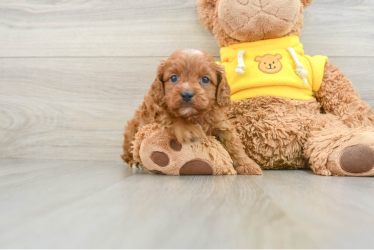 Cavapoo Puppy for Adoption