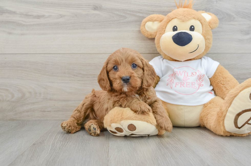 6 week old Cavapoo Puppy For Sale - Windy City Pups