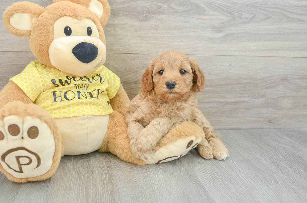 5 week old Cavapoo Puppy For Sale - Windy City Pups